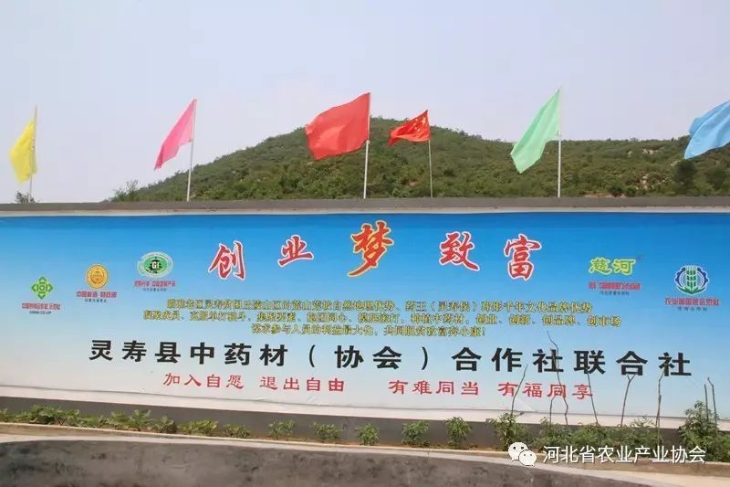 “靈壽丹參”成功注冊(cè)中國地標(biāo)產(chǎn)品、河北省著名商標(biāo)產(chǎn)品