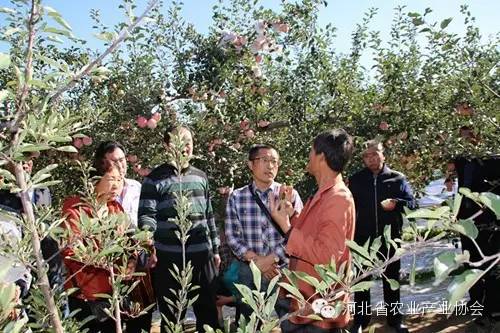 協(xié)會(huì)組團(tuán)赴慶陽(yáng)考察蘋果開心形，收獲滿滿
