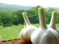 21種不噴農(nóng)藥自然防蟲的小秘密，你知道幾個