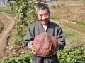 農(nóng)村種紅薯的俗語，高產(chǎn)訣竅說清了
