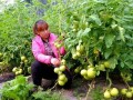 打頂、去杈、整枝，去葉原則必不可少！蔬菜去葉存在3個(gè)誤區(qū)