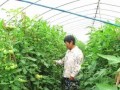 整枝不講究，滿園都是病