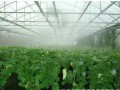 白天高溫炎熱，晚上棚室怎么辦？