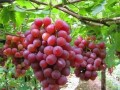 8月份高溫，葡萄樹要這樣管理，才會(huì)碩果累累