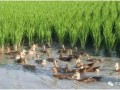 養(yǎng)殖又出新政策！種養(yǎng)結(jié)合成為補貼熱點！