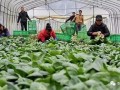 合作社想要拿補貼，還有這些事要做