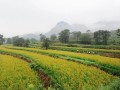 邯鄲、承德、唐山……河北各地大力發(fā)展特色產(chǎn)業(yè)，提升農(nóng)業(yè)質(zhì)量效益和競爭力