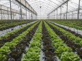 大棚蔬菜連作障礙怎么破？