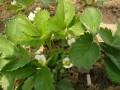大棚草莓花期管理關(guān)鍵技術(shù)！