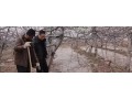果園冬灌好處多，但是灌水時間要準確