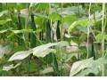 瓜類蔬菜裂蔓？誰說只有蔓枯??！還有這幾個原因