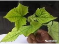 作物葉片發(fā)黃不知什么原因？答案都在這里！