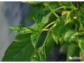 辣椒小葉病怎么防治？需注意辨明病因，對癥用藥