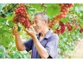 全省首批！河北這55縣區(qū)獲評農(nóng)產(chǎn)品“金字招牌”！快看有你家鄉(xiāng)嗎？