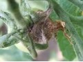 大棚茄子、番茄、黃瓜的高發(fā)病害，重者絕收，看看是什么病，怎么治？