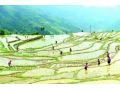 農(nóng)業(yè)農(nóng)村部：今年要振興大豆，擴大油料，適當調(diào)減水稻