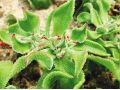 這種新型“水晶冰菜”，已成為餐桌新貴(附種植方法)