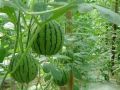 西瓜種植過(guò)程中，你是否了解蔓枯病、炭疽病和枯萎?。? width=
