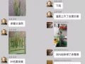 5月，讓小麥減產(chǎn)50%的病蟲都來(lái)了！抓緊防治！