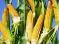 夏收在即，下一季作物種啥好呢？