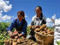 農(nóng)業(yè)農(nóng)村部副部長屈冬玉：2.6億小農(nóng)戶如何銜接現(xiàn)代農(nóng)業(yè)？