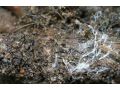 果樹根部病害連認(rèn)都認(rèn)不全？真的該上點心了 ！