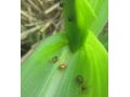 省植保站發(fā)布：褐足角胸葉甲進(jìn)入危害始盛期 抓緊防治！