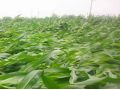 持續(xù)降雨，你家的玉米倒了嗎？倒伏之后扶不扶？