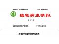 拯救玉米：除了遷徙來的妖蛾子，三代粘蟲已大面積暴發(fā)。