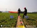 朝陽(yáng)匯豐小分子+分子有序化技術(shù)在安國(guó)應(yīng)用，半夏增產(chǎn)151%