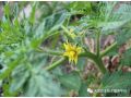 西紅柿花期實戰(zhàn)管理經(jīng)驗！