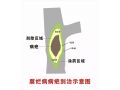 蘋果園春季澆水有講究！