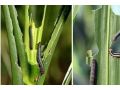 省植保站發(fā)布：這幾種大蟲子同時來禍害玉米，后果嚴重，抓緊防治！