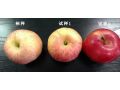 蘋果上色慢、紅度差，怎么辦？影響色度的原因有哪些？