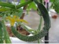 黃瓜彎瓜原因已找全，現(xiàn)在一定要避免！