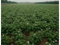 二、三、四膜種植馬鈴薯技術(shù)，4月底上市