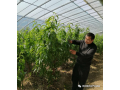 扎根設(shè)施農(nóng)業(yè)，一路勇敢前行
