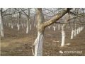 今年冬天有點(diǎn)冷，果樹冬春發(fā)生凍害后怎么辦？