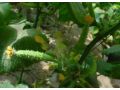 大棚蔬菜施用植物調節(jié)劑，謹防這些藥害