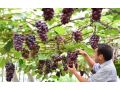 休眠期、萌芽期、開花期、新稍期、膨果成熟期的整套溫度管理