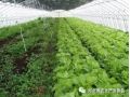 大棚蔬菜種植的7大誤區(qū)！菜農(nóng)們一定要記住大棚蔬菜種植的7大誤區(qū)！菜農(nóng)們一定要記住