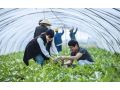 加拿大有機農(nóng)業(yè)能給我國帶來哪些啟示？
